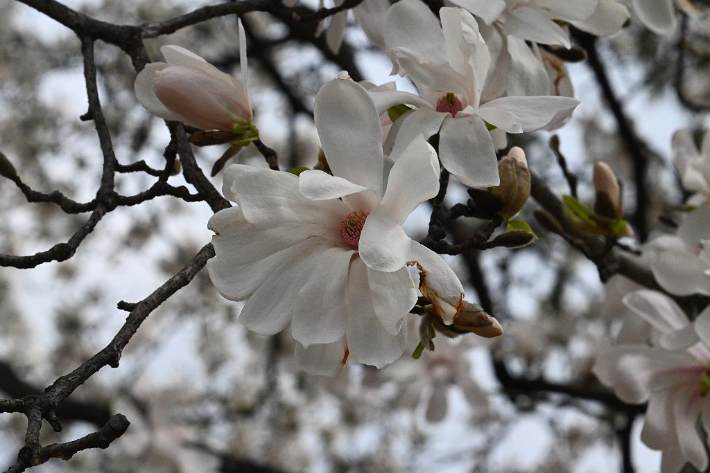 2025-04216425 Tower Hill Botanic Garden, MA.JPG - Magnolia. New England Botanic Garden at Tower Hill, MA, 4-21-2025
